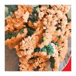 Абрикос семена статике (GL Seeds)
