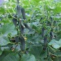 Тайгер F1 насіння огірка партенокарпічного (Takii Seeds)