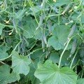 Тайгер F1 насіння огірка партенокарпічного (Takii Seeds)