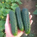 Тайгер F1 насіння огірка партенокарпічного (Takii Seeds)