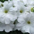Танака Вайт (White) насіння петунії великоквіткової (Kitano Seeds)