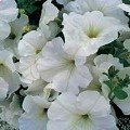 Танака Вайт (White) насіння петунії великоквіткової (Kitano Seeds)