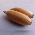 Тоска насіння цибулі ріпчастої жовтої (Moravoseed)