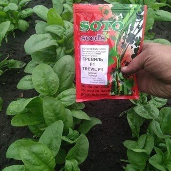 Тревіль F1 насіння шпинату (Soto Seeds)