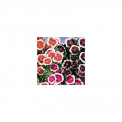 Турецкие семена гвоздики (GL Seeds)