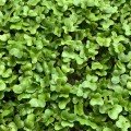 Турнепс насіння мікрозелене (Agrocity)