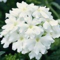 Тускані F1 біла (white) насіння вербени гібридної (Syngenta)