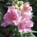Твінні F1 рожевий (pink) насіння антірінума (Hem Genetics)