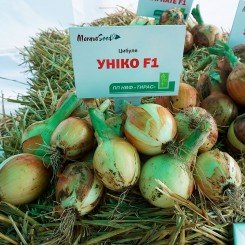 Уніко F1 насіння цибулі ріпчастої жовтої (Moravoseed)
