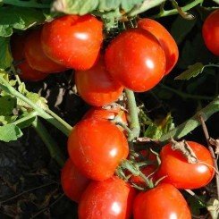 Уно Россо F1 насіння помідора детермінантного (United Genetics)