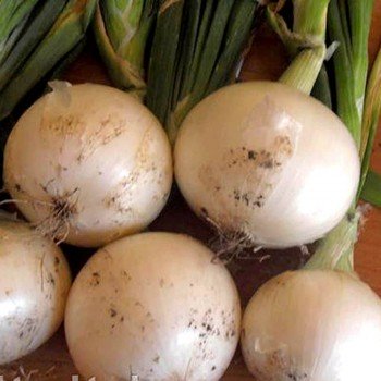 Вайс Шар F1 семена лука репчатого (Soto Seeds)