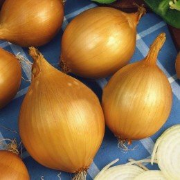 Вшетане насіння цибулі ріпчастої жовтої (Semo)