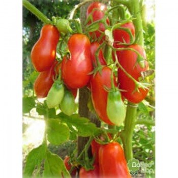Засолочный деликатес семян помидора детерминантного (GL Seeds)