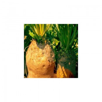 Жовтий циліндр насіння кормового буряка (Hortus)