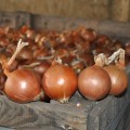 ЕС 1104 F1 семена лука репчатого желтого (LibraSeeds)