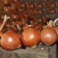 ЕС 1104 F1 семена лука репчатого желтого (LibraSeeds)
