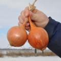 ЕС 1104 F1 семена лука репчатого желтого (LibraSeeds)