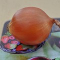 ЕС 1104 F1 семена лука репчатого желтого (LibraSeeds)