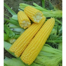 1860 F1 семена кукурузы суперсладкой Sh2 (Lark Seeds)