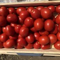 9969 F1 семена детерминантного томата (Lark Seeds)