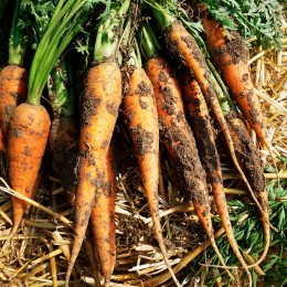 Афалон F1 семян моркови (Moravoseed)