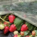 Агроволокно біле (щільність 40г/м2) (Agreen)