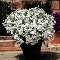 Аквамарин White семена лобелии ампельной (Kitano Seeds)