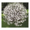 Аквамарин White семена лобелии ампельной (Kitano Seeds)