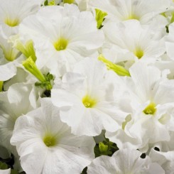 Аладдин F1 белая (white) семена петунии грандифлора (Benary)