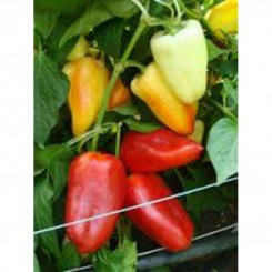 Олексій насіння перцю солодкого (GL Seeds)