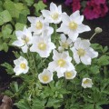 Анемона белая (white) семян (Benary)