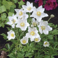Анемона белая (white) семян (Benary)