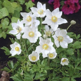 Анемона біла (white) насіння (Benary)