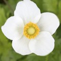 Анемона белая (white) семян (Benary)
