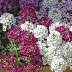 Ангора Микстуре (Mixture) семена алиссума (Kitano Seeds)