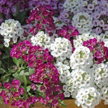 Ангора Микстуре (Mixture) семена алиссума (Kitano Seeds)