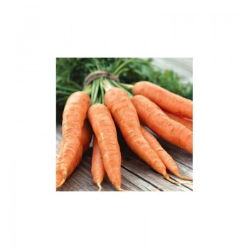 Аурантина F1 семян моркови (Takii Seeds)