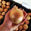 Августа семена лука репчатого озимого (Moravoseed)
