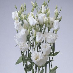 АВС F1 белая (white) семян эустомы махровой (Pan American)