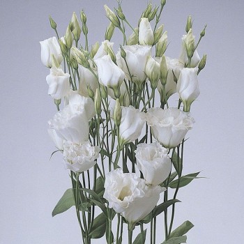 АВС F1 белая (white) семян эустомы махровой (Pan American)