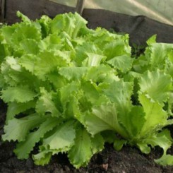 Азарт семян салата тип Батавия (GL Seeds)