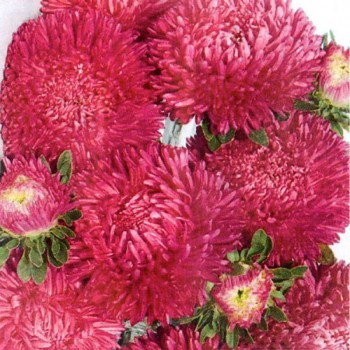 Балун карминовый семена астры (Satimex)