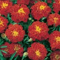 Бархатцы раскидистые низкие карминовые семена (Moravoseed)