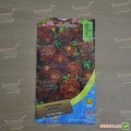 Бархатцы раскидистые низкие карминовые семена (Moravoseed)