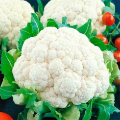 Белая Королева семена капусты цветной (GL Seeds)