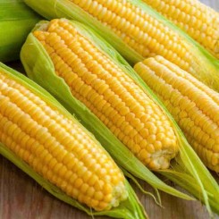 Білозерський 295 СВ насіння кукурудзи кормової (Україна)