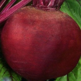 Бычья кровь семян свеклы столовой (GL Seeds)