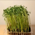Чечевица семена микрозеленые (Agrocity)