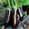 Честер F1 (ES Chester F1) семян баклажана раннего (Ergon seeds)