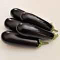 Честер F1 (ES Chester F1) семян баклажана раннего (Ergon seeds)